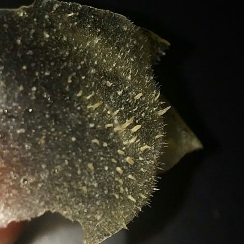 masker gelatin