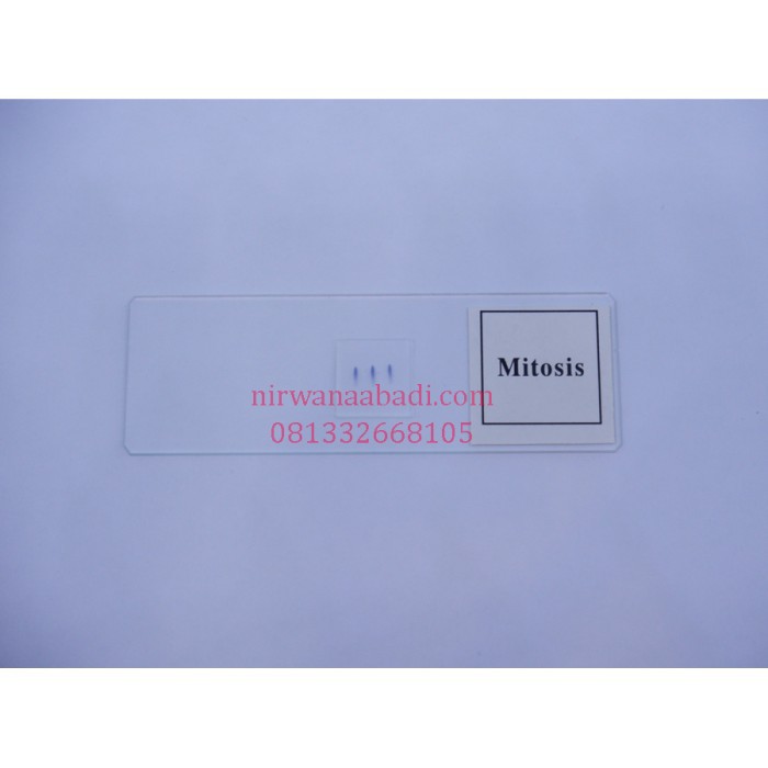 Preparat Mitosis ORI
