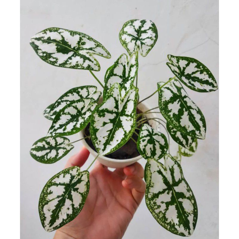 caladium mutiara/keladi mini mutiara