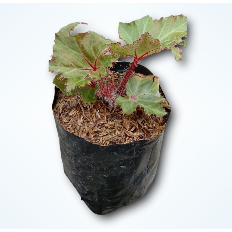 Begonia Sawi