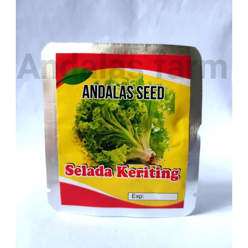 selada keriting
