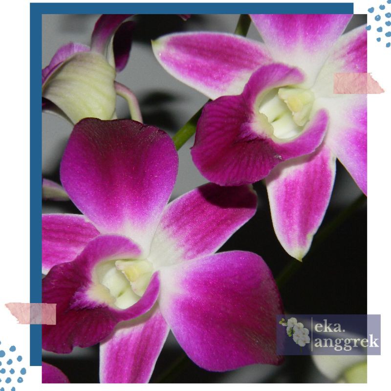 Anggrek Dendrobium Savin Purple
