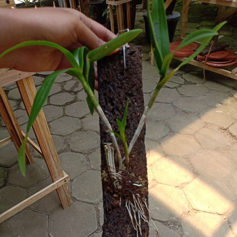 dendro larat