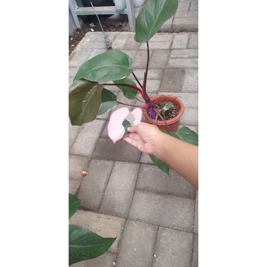philodendron pink princess
