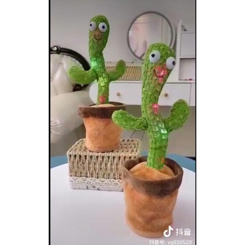 pohon kaktus
