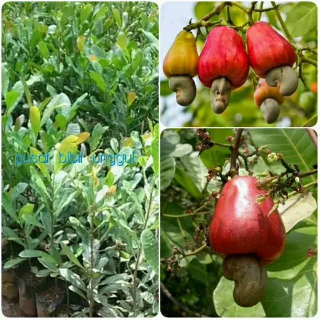 bibit jambu monyet / mente
