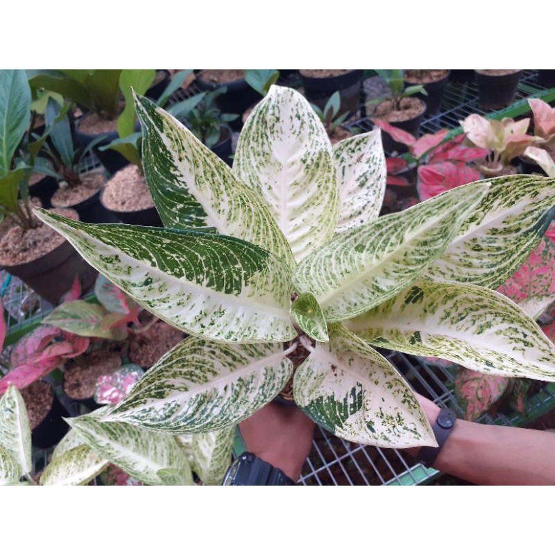 aglonema legacy white