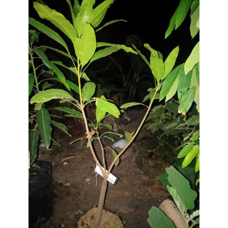 mangga chokanan