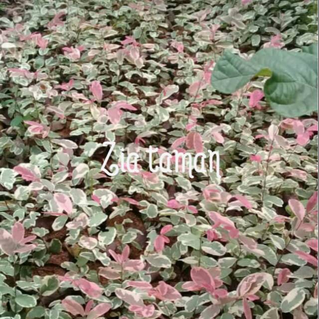 Tanaman hias red piting