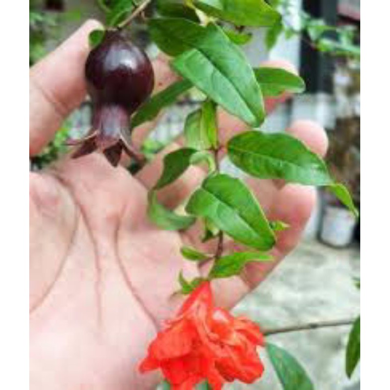 BIBIT DELIMA HITAM SUPER