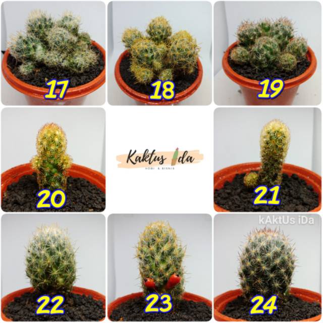 Kaktus mini lokal