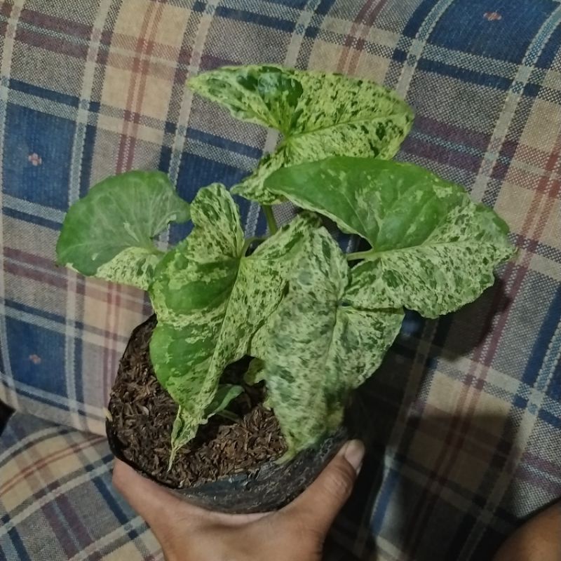 Syngonium mujito