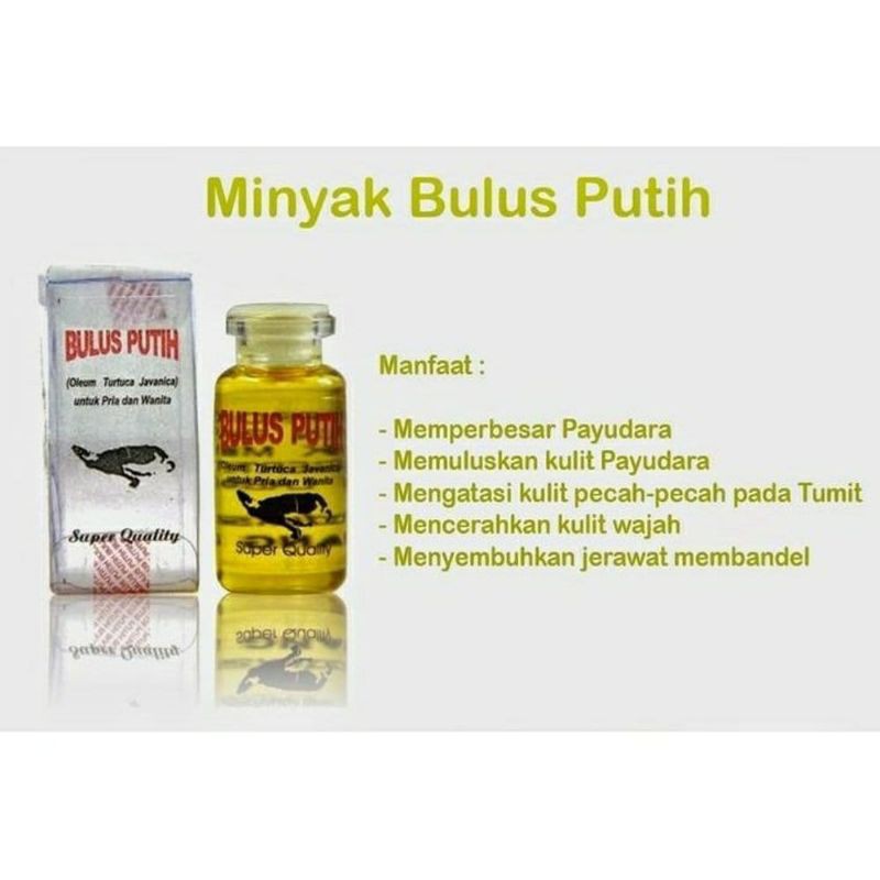 MINYAK BULUS