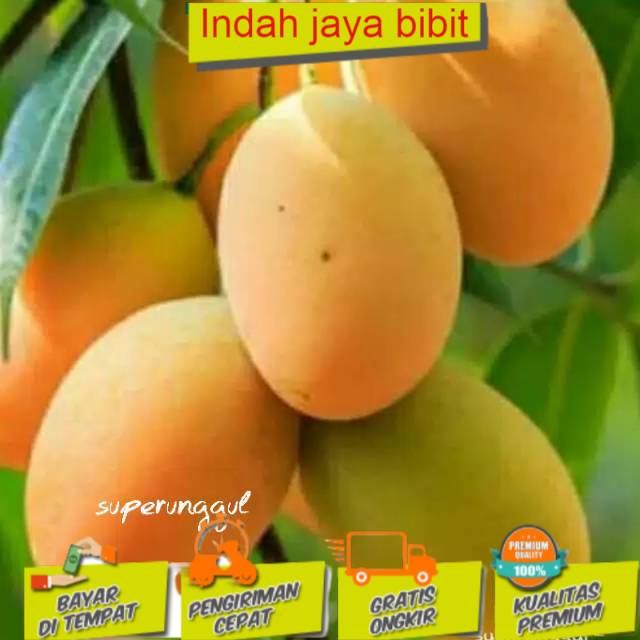 Bibit mangga afrika (BISACOD)