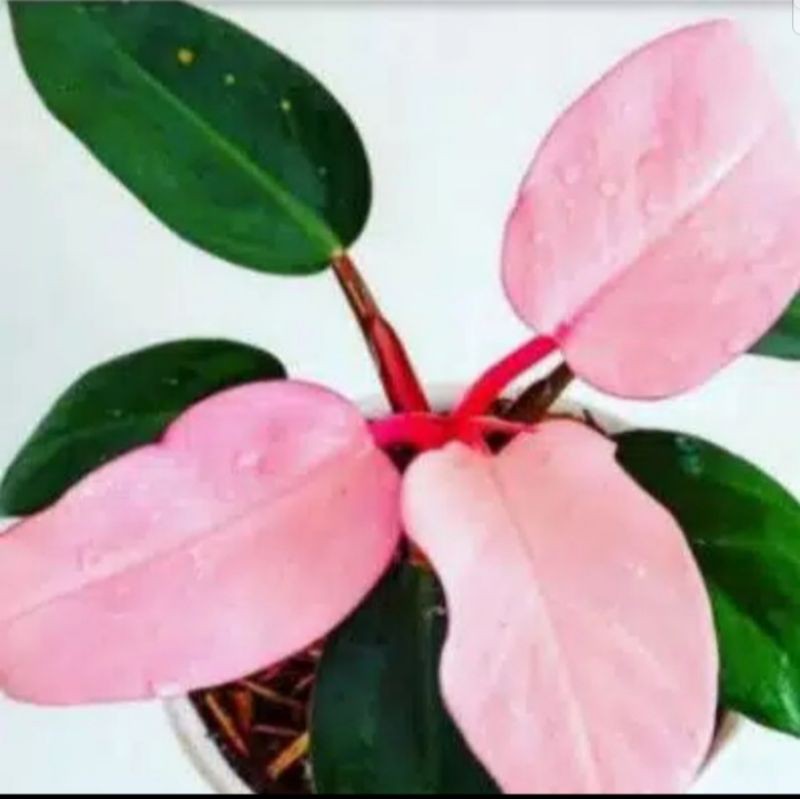 tanaman hias pink congo