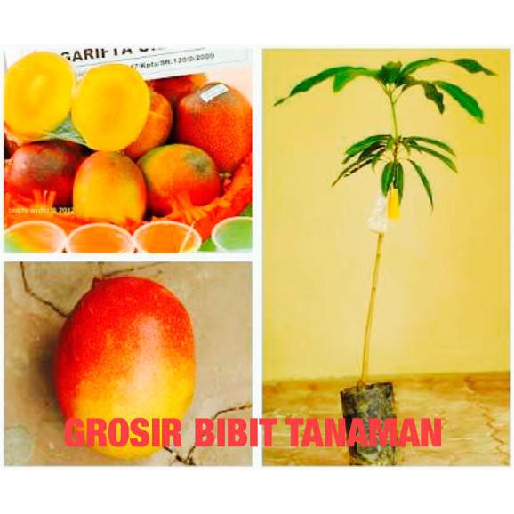 Asli! Bibit Mangga Garifta Best!