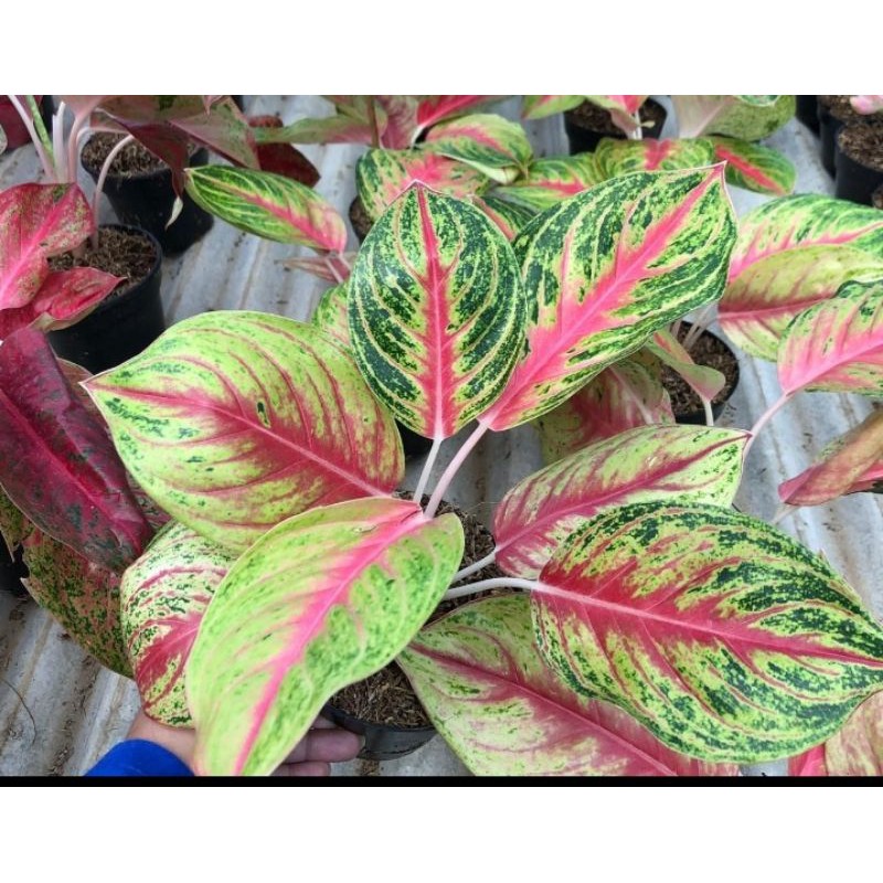 aglonema andini