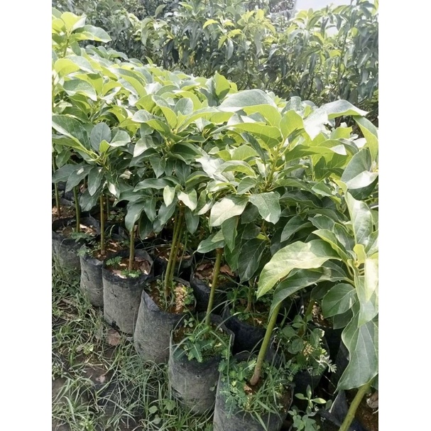 BIBIT BUAH UNGGUL