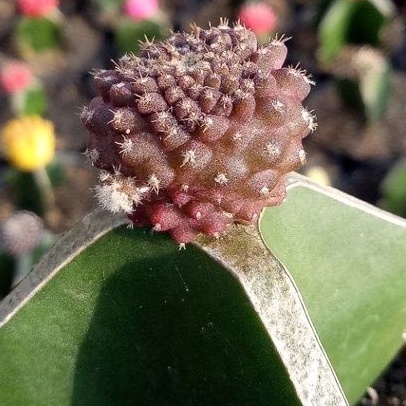 kaktus capiapoa import