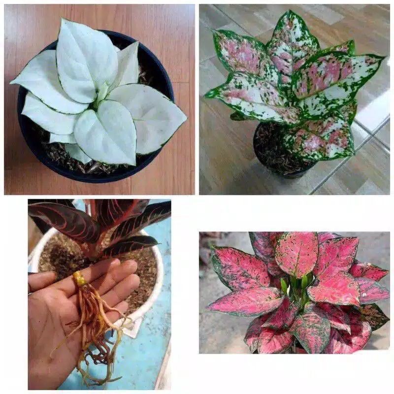 promo..bongol..paket..hemat