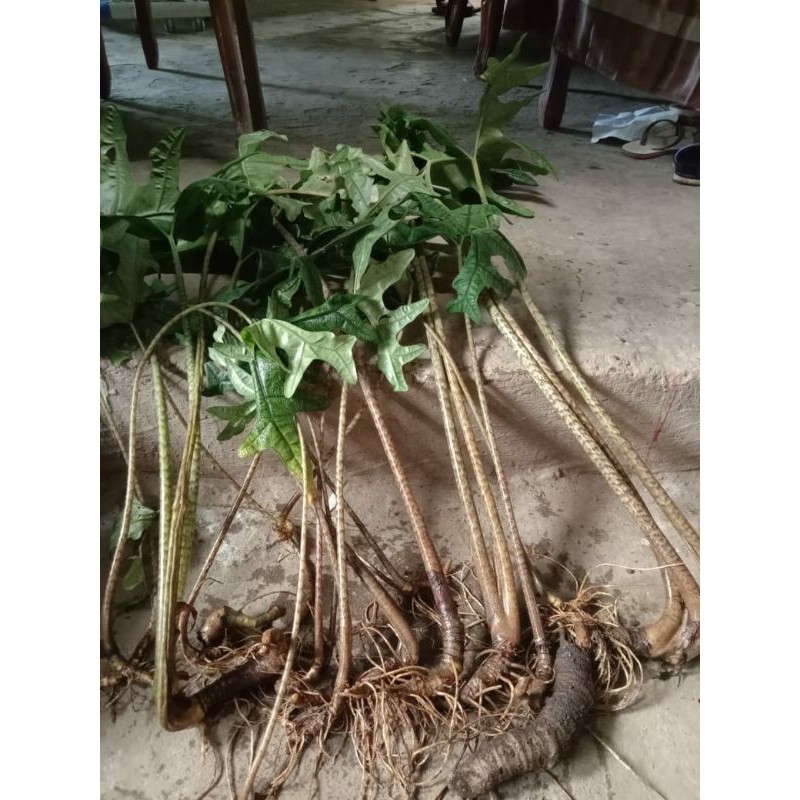 bonggol jacklyn