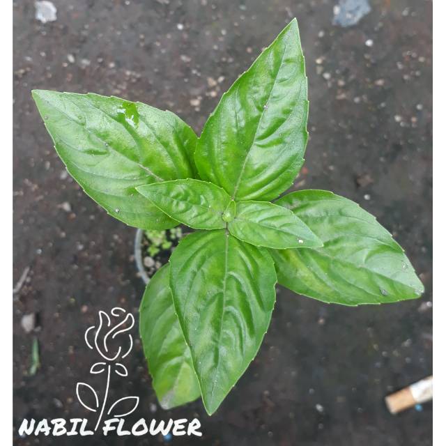 Tanaman Hias / Bumbu Basil