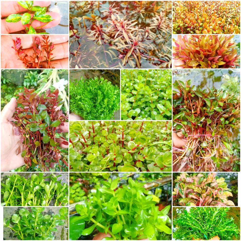 tanaman stem aquascape