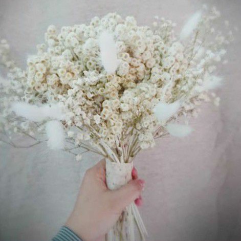 florencia wu dried flower
