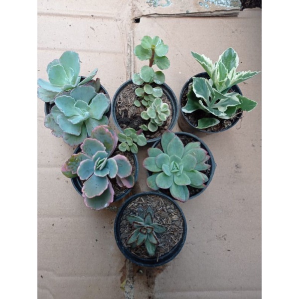 paket sukulen 6pcs