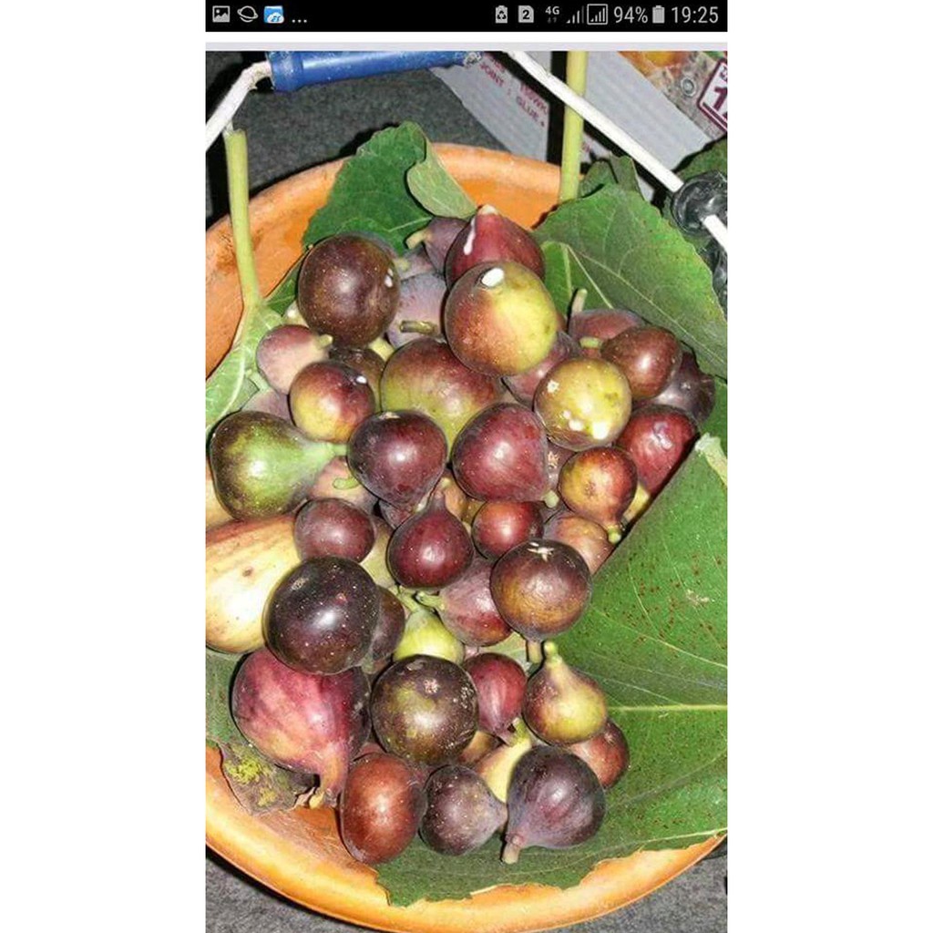 Cod Bibit Buah Tin Red Israil R01
