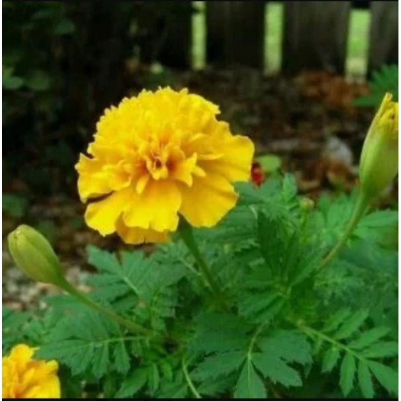 Tanaman hias Bunga merigol. bunga kuning
