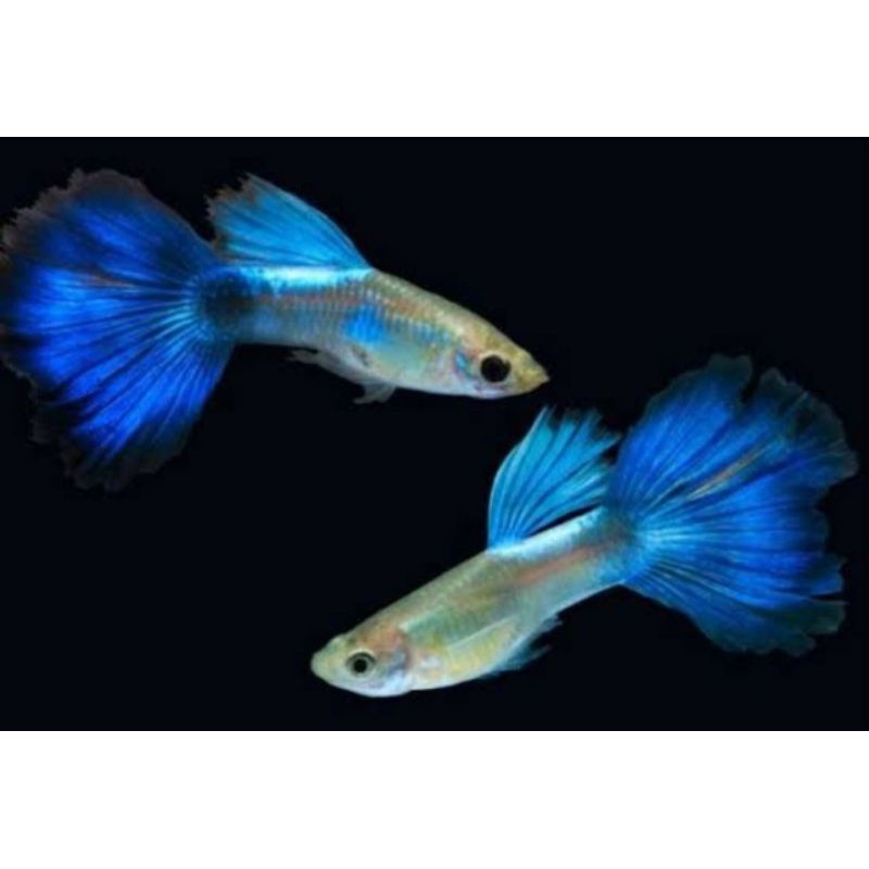 Ikan Guppy Blue Diamond pasangan