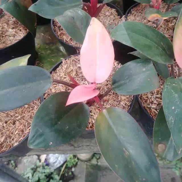 Bunga PHILODENDRON compact Big Sale