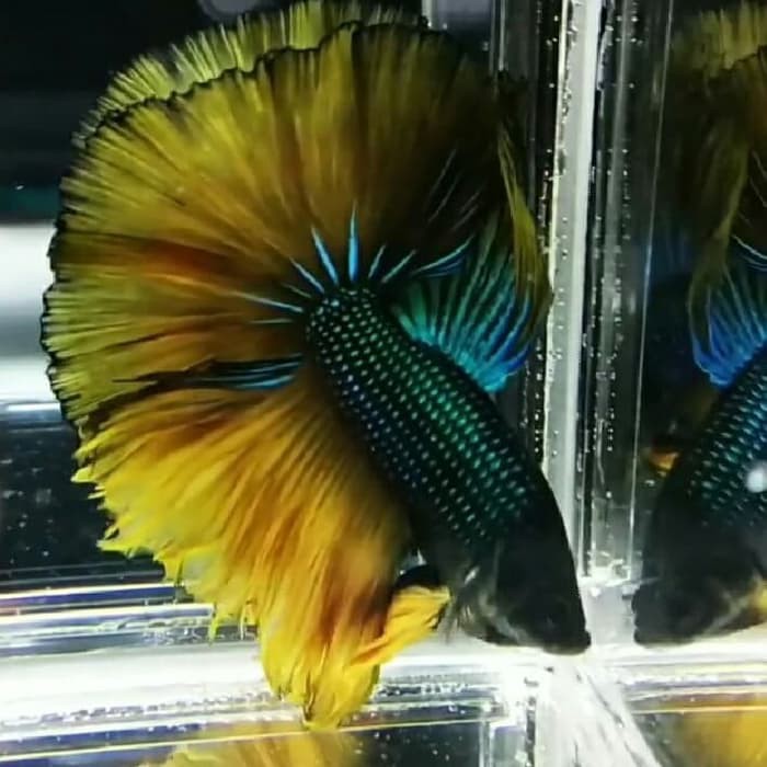 halfmoon musgard