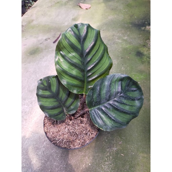 calathea rotundifolia