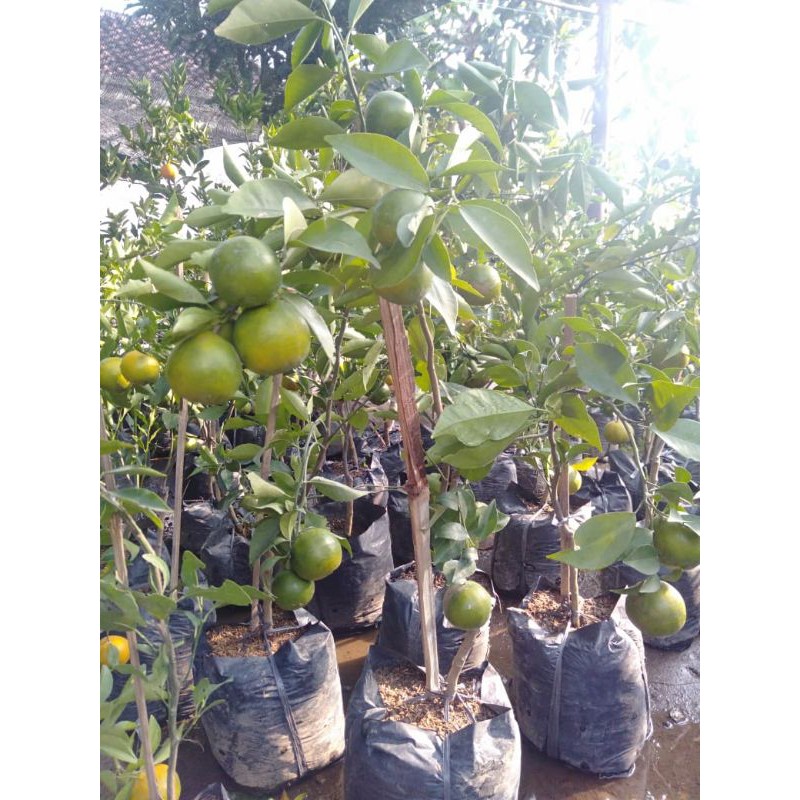 jeruk Santang madu