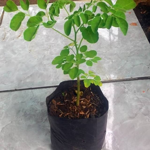 Bibit pohon daun kelor