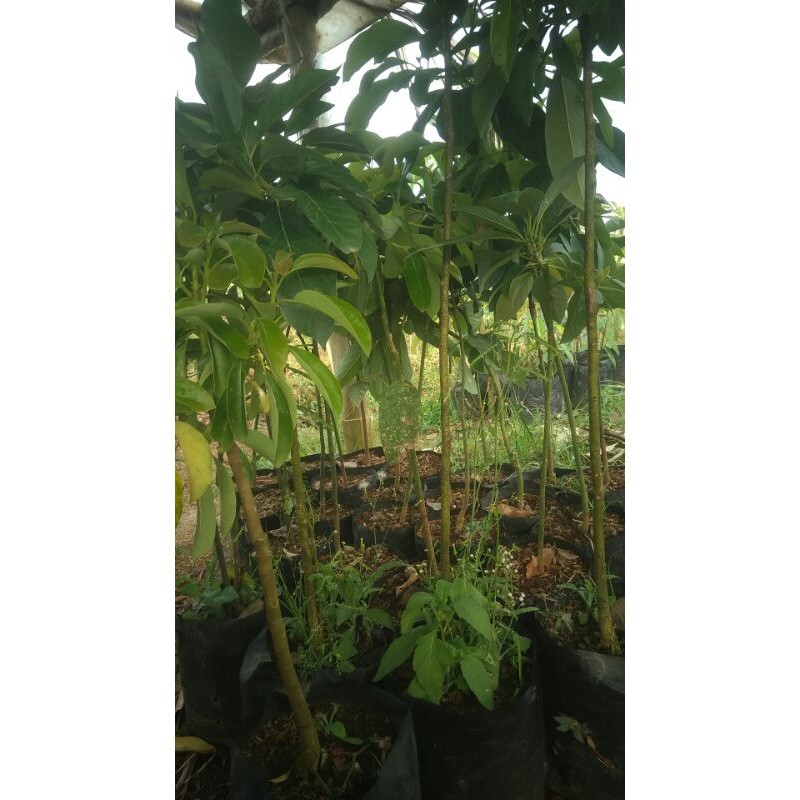bibit pohon alpukat