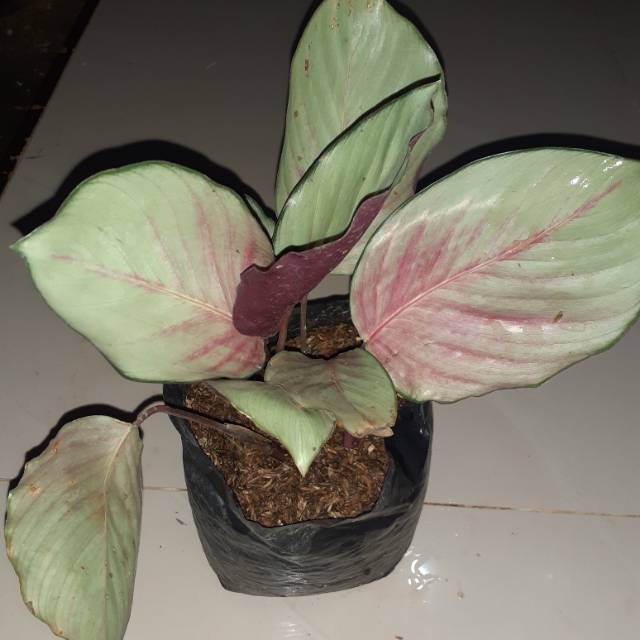 Tanaman hias calateha silver plat