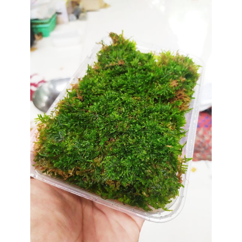 moss weeping porsi full mika 500ml