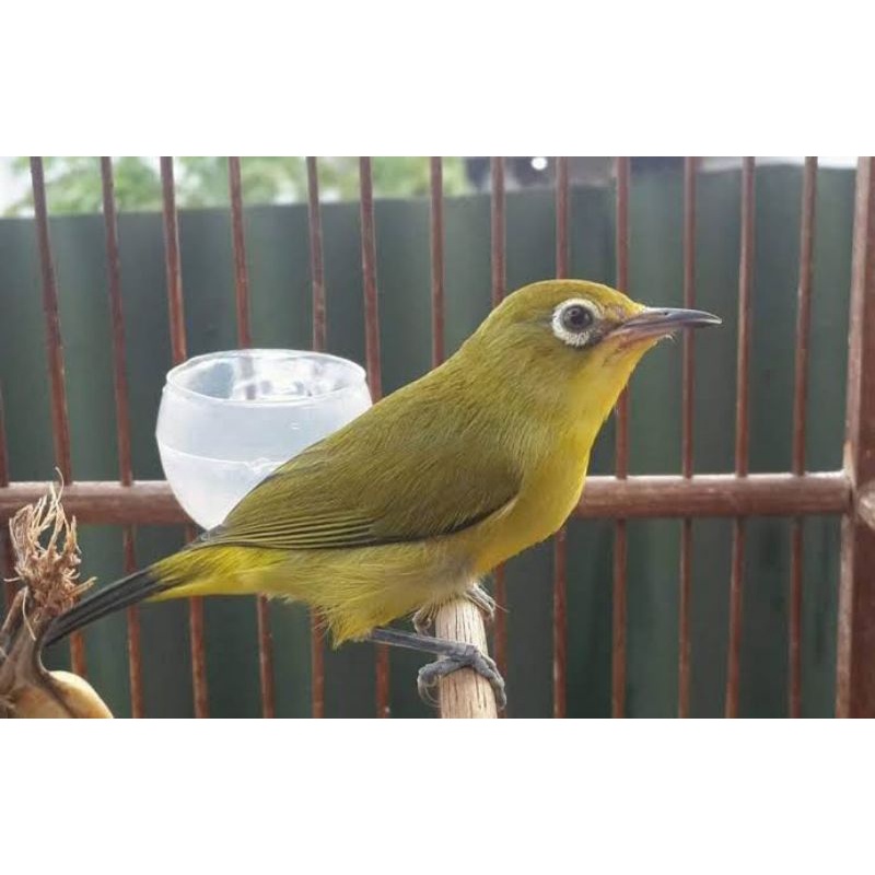 pleci merapi