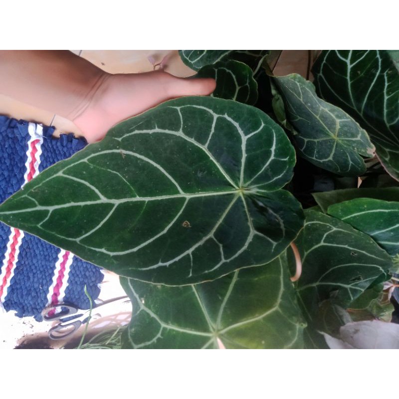 kuping gajah