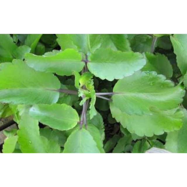 Daun Cocor Bebek 500gram