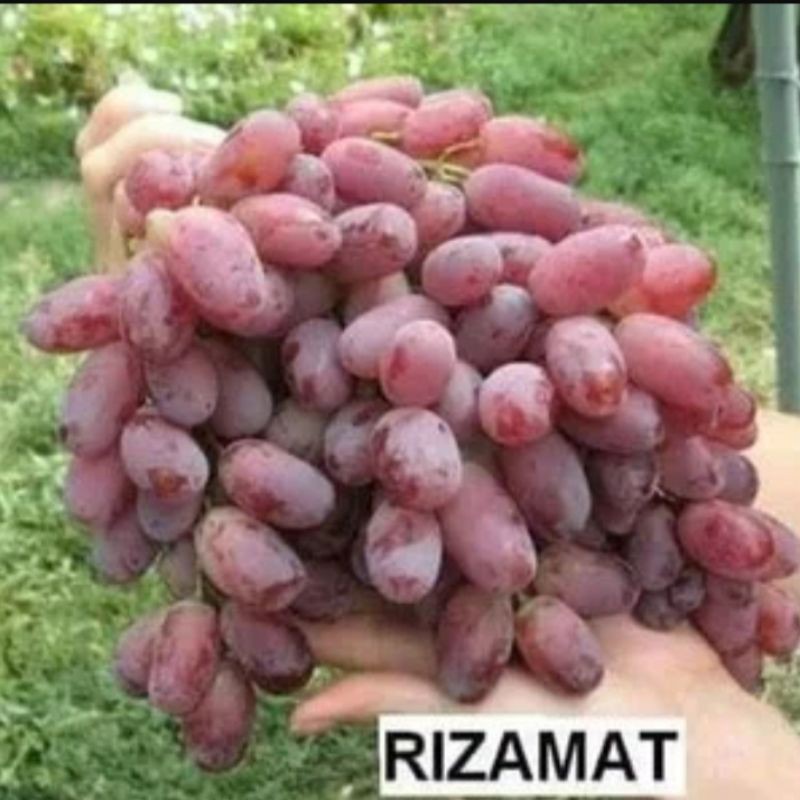 bibit anggur import Rizamat