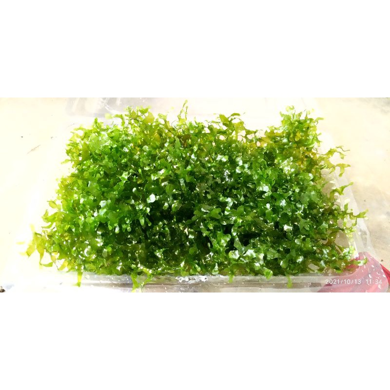 moss pelia permika aquascape