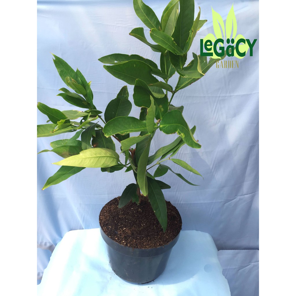 Bibit Tanaman Jambu Air Cingcalo