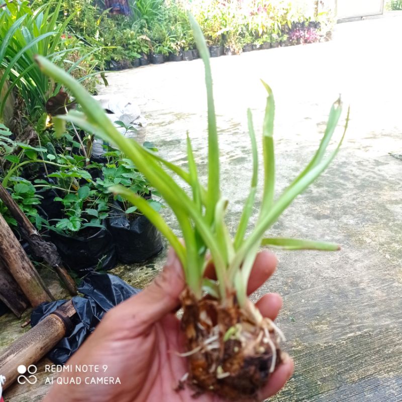 Bibit bunga sedap malam