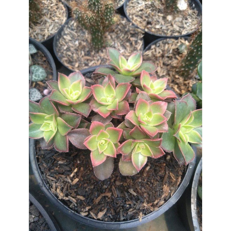 kiwi variegata pot 12