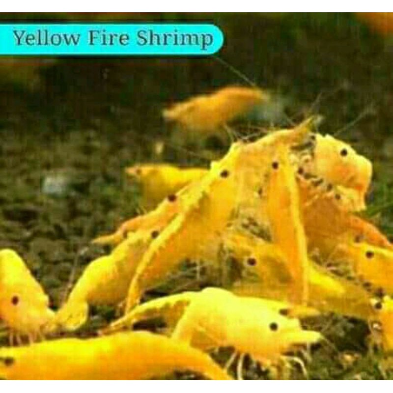 yelow fire shrimp