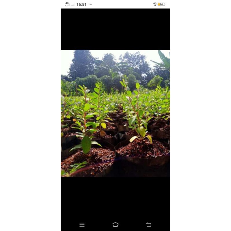 tanaman bidara arab